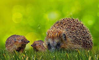 Igel haben im Sommer einen hohen Wasserbedarf und freuen sich über eine Schale frisches Wasser. - Pixabay Igel haben im Sommer einen hohen Wasserbedarf und freuen sich über eine Schale frisches Wasser. - Pixabay
