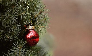 Auch in Spenge werden bald die ausrangierten Tannenbäume abgeholt. - Symbolfoto Pixabay Auch in Spenge werden bald die ausrangierten Tannenbäume abgeholt. - Symbolfoto Pixabay