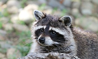 Ein Waschbär hat einen Spaziergänger und seinen Hund im Doberg attackiert. Nun suchen Jäger nach dem Tier, das möglicherweise krank sein könnte. - Symbolbild: Pixabay Ein Waschbär hat einen Spaziergänger und seinen Hund im Doberg attackiert. Nun suchen Jäger nach dem Tier, das möglicherweise krank sein könnte. - Symbolbild: Pixabay