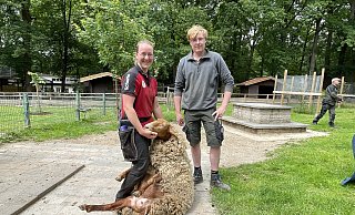 Karolin Bünting aus Bad Salzuflen kümmert sich bereits zum vierten Mal darum, dass die Schafe im Tierpark Herford ihre dicke Wolle loswerden. Lukas Schweble, der gerade seine Einstiegsqualifizierung für die Ausbildung als Tierpfleger hier ableistet, hilft ihr. - Natalie Gottwald Karolin Bünting aus Bad Salzuflen kümmert sich bereits zum vierten Mal darum, dass die Schafe im Tierpark Herford ihre dicke Wolle loswerden. Lukas Schweble, der gerade seine Einstiegsqualifizierung für die Ausbildung als Tierpfleger hier ableistet, hilft ihr. - Natalie Gottwald