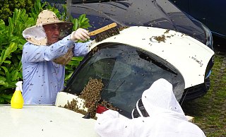 Mit einem Handfeger kehren die Fachleute die Bienen zusammen und dann in einen Eimer. - Lutz Havemann Mit einem Handfeger kehren die Fachleute die Bienen zusammen und dann in einen Eimer. - Lutz Havemann
