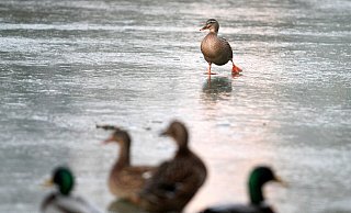Im Februar musste die Feuerwehr eine Ente aus dem zugefrorenen See befreien. - Patrick Menzel/Symbolfoto Im Februar musste die Feuerwehr eine Ente aus dem zugefrorenen See befreien. - Patrick Menzel/Symbolfoto