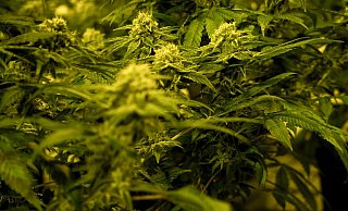 Wenn es nach der Bundesregierung geht, soll der Besitz von bis zu 25 Gramm Cannabis bald legal sein. - David Pichler Wenn es nach der Bundesregierung geht, soll der Besitz von bis zu 25 Gramm Cannabis bald legal sein. - David Pichler