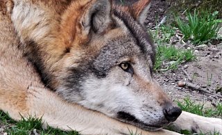 Seit Jahrzehnten leben im Tierpark Sababurg Wölfe in einem Gehege. Das Rudel gehört zu den Attraktionen des Parks. (Symbolbild) - Simone Flörke Seit Jahrzehnten leben im Tierpark Sababurg Wölfe in einem Gehege. Das Rudel gehört zu den Attraktionen des Parks. (Symbolbild) - Simone Flörke