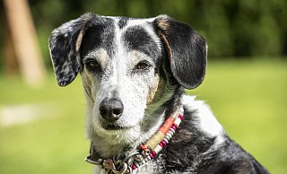 Elli (13) hat einen besonderen Job: Feel-Good-Managerin. Ihr Markenzeichen ist ein gepunktetes und ein schwarzes Ohr. - Jörg Dieckmann Elli (13) hat einen besonderen Job: Feel-Good-Managerin. Ihr Markenzeichen ist ein gepunktetes und ein schwarzes Ohr. - Jörg Dieckmann