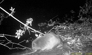 Erwischt: Eine Kamera der Biologischen Station filmt 2015 einen Biber. Nun wurde ein toter Nager gefunden, dem das Wetter zum Verhängnis geworden sein könnte. - Biologische Station Ravensberg Erwischt: Eine Kamera der Biologischen Station filmt 2015 einen Biber. Nun wurde ein toter Nager gefunden, dem das Wetter zum Verhängnis geworden sein könnte. - Biologische Station Ravensberg