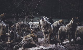 Das Naturkundemuseum Paderborn zeigt eine Ausstellung zum Thema Wölfe. - Thomas Bonometti Das Naturkundemuseum Paderborn zeigt eine Ausstellung zum Thema Wölfe. - Thomas Bonometti