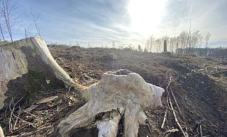 Bilder, wie es sie überall in der Region gibt. Der Wald hat in den vergangenen Jahren schwer gelitten. Foto: Jörg Stuke - Jörg Stuke Bilder, wie es sie überall in der Region gibt. Der Wald hat in den vergangenen Jahren schwer gelitten. Foto: Jörg Stuke - Jörg Stuke