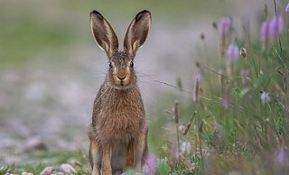 Ein Feldhase wie dieser verendete in Bad Lippspringe an der Hasenpest - Themenbild: Pixabay Ein Feldhase wie dieser verendete in Bad Lippspringe an der Hasenpest - Themenbild: Pixabay