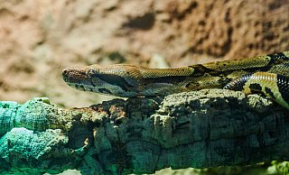 Eine Python war in diesem Jahr vorübergehend im Tierheim in Schloß Neuhaus beherbergt. - Symbolfoto: Annette Riedl/dpa Eine Python war in diesem Jahr vorübergehend im Tierheim in Schloß Neuhaus beherbergt. - Symbolfoto: Annette Riedl/dpa