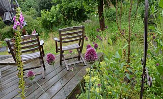 Der hoch aufschießende Kugelkopf setzt am Rande der Terrasse Farbtupfer. Fotos: - Karin Prignitz Der hoch aufschießende Kugelkopf setzt am Rande der Terrasse Farbtupfer. Fotos: - Karin Prignitz