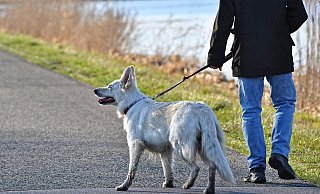 Während der Brut- und Setzzeit sollten Hunde an der Leine geführt werden, um Jungtiere zu schützen. - Symbolbild: Pixabay Während der Brut- und Setzzeit sollten Hunde an der Leine geführt werden, um Jungtiere zu schützen. - Symbolbild: Pixabay