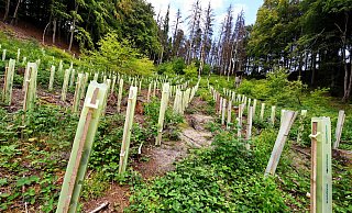 Die Stadt forstet auf Flächen, die stark geschädigt sind, auf. Künftig soll sie zehn Prozent aber aus der Nutzung nehmen und als Naturwald stehen lassen. - Barbara Franke Die Stadt forstet auf Flächen, die stark geschädigt sind, auf. Künftig soll sie zehn Prozent aber aus der Nutzung nehmen und als Naturwald stehen lassen. - Barbara Franke