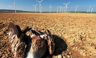 Trauriger Anblick: Keine Chance hatte der imposante Greifvogel gegen die mit rasender Geschwindigkeit rotierenden Windflügel. - Frank Grawe Trauriger Anblick: Keine Chance hatte der imposante Greifvogel gegen die mit rasender Geschwindigkeit rotierenden Windflügel. - Frank Grawe