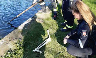 Polizeikommissarin Hannah Ehlert identifiziert das Bein als Teil eines Schulskeletts. - Polizei Holzminden Polizeikommissarin Hannah Ehlert identifiziert das Bein als Teil eines Schulskeletts. - Polizei Holzminden