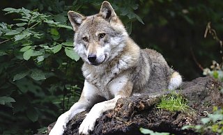 Zwischen Lichtenau und Willebadessen streift offenbar ein Wolf durch die Wälder. - Symbolbild: Pixabay Zwischen Lichtenau und Willebadessen streift offenbar ein Wolf durch die Wälder. - Symbolbild: Pixabay