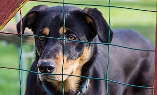 Viele haben sich während des Lockdowns einen Hund angeschafft. - Pixabay/Symbolbild Viele haben sich während des Lockdowns einen Hund angeschafft. - Pixabay/Symbolbild