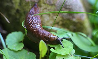 Die spanische Wegschnecke, auch Nacktschnecke genannt, ist aufgrund hoher Niederschläge der letzten Zeit ein häufiger, nicht gern gesehener Gast in Gärten. - dpa/ Karl-Josef Hildenbrand Die spanische Wegschnecke, auch Nacktschnecke genannt, ist aufgrund hoher Niederschläge der letzten Zeit ein häufiger, nicht gern gesehener Gast in Gärten. - dpa/ Karl-Josef Hildenbrand