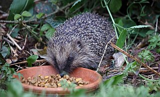 Wer seinen Garten igelfreundlich gestaltet, darf sich schon bald über stacheligen Besuch freuen. - Symbolfoto/ picture alliance Wer seinen Garten igelfreundlich gestaltet, darf sich schon bald über stacheligen Besuch freuen. - Symbolfoto/ picture alliance