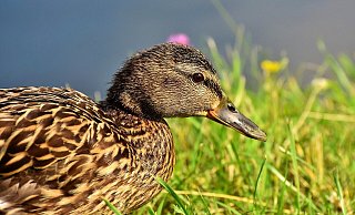 Die Gänse konnten ins Freie flüchten, die Enten verendeten. - (Symbolbild): Pixabay Die Gänse konnten ins Freie flüchten, die Enten verendeten. - (Symbolbild): Pixabay