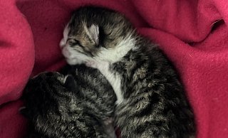 Diese drei Katzenbabys fand eine Bielefelderin am Donnerstagmorgen in einem Park in Baumheide. - Tierheim Bielefeld Diese drei Katzenbabys fand eine Bielefelderin am Donnerstagmorgen in einem Park in Baumheide. - Tierheim Bielefeld