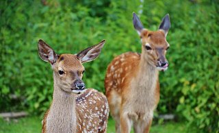 Wildtiere sind in der Mähsaison gefährdet. - Pixabay Wildtiere sind in der Mähsaison gefährdet. - Pixabay