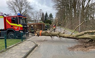 Mit einem Feuerwehrfahrzeug wurde dieser große Baum über die Straße gezogen.Dieeer Einsatz ereignete sich in Gestringen in Höhe der Straße Lehmkuhle. - Feuerwehr Espelkamp Mit einem Feuerwehrfahrzeug wurde dieser große Baum über die Straße gezogen.Dieeer Einsatz ereignete sich in Gestringen in Höhe der Straße Lehmkuhle. - Feuerwehr Espelkamp