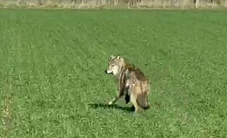 Der mutmaßliche Wolf hielt sich in der Nähe der B61 auf. - Screenshot Mindener Tageblatt Der mutmaßliche Wolf hielt sich in der Nähe der B61 auf. - Screenshot Mindener Tageblatt