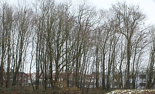 Im Bereich des kleinen Wäldchens soll das Parkhaus als ein Teil der Erweiterungen entstehen. - Linda Schnepel Im Bereich des kleinen Wäldchens soll das Parkhaus als ein Teil der Erweiterungen entstehen. - Linda Schnepel