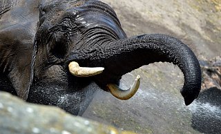 Elefanten duschen sich gerne alleine, dieses Mal wird der Kollege von einem Safariland-Mitarbeiter abgeduscht. - RALF MEIER Elefanten duschen sich gerne alleine, dieses Mal wird der Kollege von einem Safariland-Mitarbeiter abgeduscht. - RALF MEIER