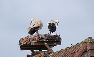 Rosa und Karl haben ihr Nest hoch oben über dem Halhof bezogen. - Falken Bielefeld Rosa und Karl haben ihr Nest hoch oben über dem Halhof bezogen. - Falken Bielefeld