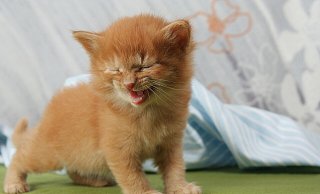 Wer Interesse an einer dauerhaften Aufnahme eines Katzenbabys aus Schloß Holte-Stukenbrock hat, kann sich wenden an: fundbuero@stadt-shs.de. - Symbolfoto/Pixabay Wer Interesse an einer dauerhaften Aufnahme eines Katzenbabys aus Schloß Holte-Stukenbrock hat, kann sich wenden an: fundbuero@stadt-shs.de. - Symbolfoto/Pixabay