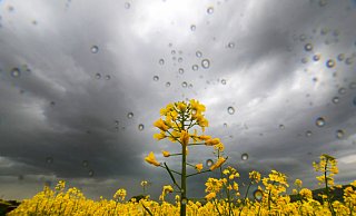 Aus Südwesten kommen ab dem Abend vermehrt Gewitter mit Starkregen, Hagel und Sturmböen. - Thomas Warnack Aus Südwesten kommen ab dem Abend vermehrt Gewitter mit Starkregen, Hagel und Sturmböen. - Thomas Warnack