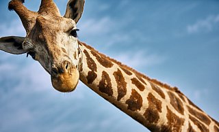 Giraffenkuh Della ist trächtig. Das Team des Safarilandes erwartet die Geburt in den nächsten Wochen. - Safariland Giraffenkuh Della ist trächtig. Das Team des Safarilandes erwartet die Geburt in den nächsten Wochen. - Safariland
