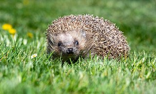 Gegen die scharfen Klingen eines Rasenmähers sind die Stacheln machtlos: Igel sind besonders gefährdet. Aber nicht nur Mähroboter machen den Tieren im Moment zu schaffen. - Armin Weigel/dpa Gegen die scharfen Klingen eines Rasenmähers sind die Stacheln machtlos: Igel sind besonders gefährdet. Aber nicht nur Mähroboter machen den Tieren im Moment zu schaffen. - Armin Weigel/dpa
