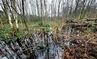 Auch im Wald macht sich das Hochwasser bemerkbar,. - Andreas Frücht Auch im Wald macht sich das Hochwasser bemerkbar,. - Andreas Frücht