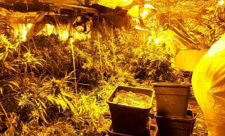 Im Horrorhaus in Bosseborn wurde eine Hanfplantage aufgebaut. - Archiv: Polizei Im Horrorhaus in Bosseborn wurde eine Hanfplantage aufgebaut. - Archiv: Polizei