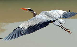 Graureiher werden auch Fischreiher genannt. Die majestätischen Vögel ernähren sich von Fischen, Fröschen und anderen Kleintieren, die sie in Feuchtwiesen und in den Uferbereichen von Flüssen und Tümpeln fangen. - br/tm Graureiher werden auch Fischreiher genannt. Die majestätischen Vögel ernähren sich von Fischen, Fröschen und anderen Kleintieren, die sie in Feuchtwiesen und in den Uferbereichen von Flüssen und Tümpeln fangen. - br/tm