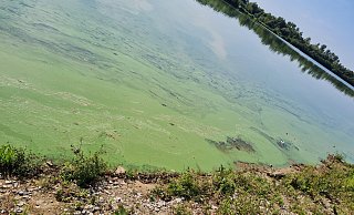 Der Blaualgenbefall ist am Ufer des Lippesees in Paderborn deutlich zu erkennen. - Kreis Paderborn Der Blaualgenbefall ist am Ufer des Lippesees in Paderborn deutlich zu erkennen. - Kreis Paderborn