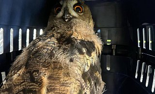 Der junge Uhu in der Box, mit der er zur Essenthoer Mühle gebracht wurde. Ein Altvogel saß am Montag suchend auf der Kirche. - FFW Warburg Der junge Uhu in der Box, mit der er zur Essenthoer Mühle gebracht wurde. Ein Altvogel saß am Montag suchend auf der Kirche. - FFW Warburg