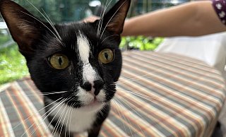 Kater Charly ist eine von 140 Katzen, die durch das Paderborner Tierheim betreut werden. - Jan Husmann Kater Charly ist eine von 140 Katzen, die durch das Paderborner Tierheim betreut werden. - Jan Husmann