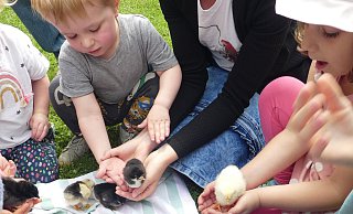 Fünf Küken sind in der Kita aus dem Ei geschlüpft und sollen nun auch dort großgezogen werden. - Kita Kirchborchen Fünf Küken sind in der Kita aus dem Ei geschlüpft und sollen nun auch dort großgezogen werden. - Kita Kirchborchen