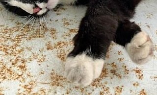 Das Bielefelder Tierheim braucht dringend Hilfe (Triggerwarnung: Vollständiges Bild der toten Katze im Text) - Tierheim Bielefeld Das Bielefelder Tierheim braucht dringend Hilfe (Triggerwarnung: Vollständiges Bild der toten Katze im Text) - Tierheim Bielefeld