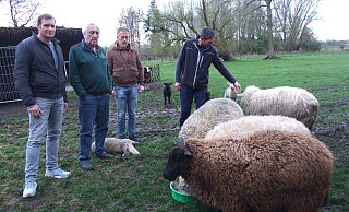 Ortsvorsteher Jens Heiderich (v. l.), Schafbesitzer Hartmut Köster, Meik Blase sowie Schafbesitzer und Betroffener Marcus Fromm blicken auf das Lamm, das gerade vom Tierarzt eingeschläfert worden ist. Sie stehen auf der Weide von Hartmut Köster in Frotheim. - Karsten Schulz Ortsvorsteher Jens Heiderich (v. l.), Schafbesitzer Hartmut Köster, Meik Blase sowie Schafbesitzer und Betroffener Marcus Fromm blicken auf das Lamm, das gerade vom Tierarzt eingeschläfert worden ist. Sie stehen auf der Weide von Hartmut Köster in Frotheim. - Karsten Schulz