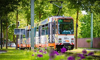 Ein letztes Mal fuhr das Stadtbahnmodell MC8 jetzt am Sonntag durch die Stadt - hier an der Haltestelle Obernstraße auf dem Ausweichgleis auf dem Grünstreifen an der Kunsthalle. - Mike-Dennis Mller / www.mdm.photo Ein letztes Mal fuhr das Stadtbahnmodell MC8 jetzt am Sonntag durch die Stadt - hier an der Haltestelle Obernstraße auf dem Ausweichgleis auf dem Grünstreifen an der Kunsthalle. - Mike-Dennis Mller / www.mdm.photo