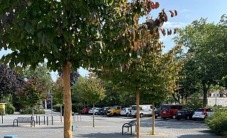 Den drei Eisenholzbäumen wurde die Rinde bis zum Kronenansatz abgeschält. - Stadt Paderborn Den drei Eisenholzbäumen wurde die Rinde bis zum Kronenansatz abgeschält. - Stadt Paderborn