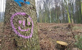 In dem trostlosen Bild, das der Wald gerade vielerorts im Wiehengebirge und im Stemweder Berg wegen großflächiger Abholzung ab gibt, sticht der rosafarbene Smiley ins Auge. Doch ob dieser Baum stehen bleiben wird, ist die Frage, denn es stehen noch weitere Abholzungen an. - Heike von Schulz In dem trostlosen Bild, das der Wald gerade vielerorts im Wiehengebirge und im Stemweder Berg wegen großflächiger Abholzung ab gibt, sticht der rosafarbene Smiley ins Auge. Doch ob dieser Baum stehen bleiben wird, ist die Frage, denn es stehen noch weitere Abholzungen an. - Heike von Schulz