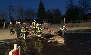 Die Einsatzkräfte retteten das Pferd bei eisiger Kälte aus dieser Pfütze. - Löschzug Friedrichsdorf der Feuerwehr Gütersloh Die Einsatzkräfte retteten das Pferd bei eisiger Kälte aus dieser Pfütze. - Löschzug Friedrichsdorf der Feuerwehr Gütersloh