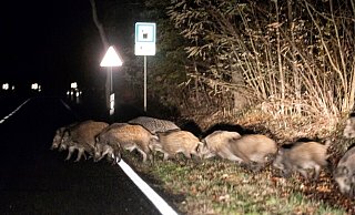 In Bielefeld sind Wildschweinrotten auf der Straße eher eine Seltenheit. Doch in der Nacht zu Dienstag sorgte so eine Wildschweinfamilie für einen schweren Unfall auf der A2. - Symbolfoto: picture alliance / Andreas Frank In Bielefeld sind Wildschweinrotten auf der Straße eher eine Seltenheit. Doch in der Nacht zu Dienstag sorgte so eine Wildschweinfamilie für einen schweren Unfall auf der A2. - Symbolfoto: picture alliance / Andreas Frank