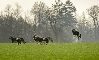 Achtung, Mufflons: Ein Leser hatte die Tiere vor der Motorhaube. Die Stadt sieht jedoch keine Gefahr. - INGRID OHM Achtung, Mufflons: Ein Leser hatte die Tiere vor der Motorhaube. Die Stadt sieht jedoch keine Gefahr. - INGRID OHM